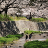 芦屋川の桜と川遊びの兄妹