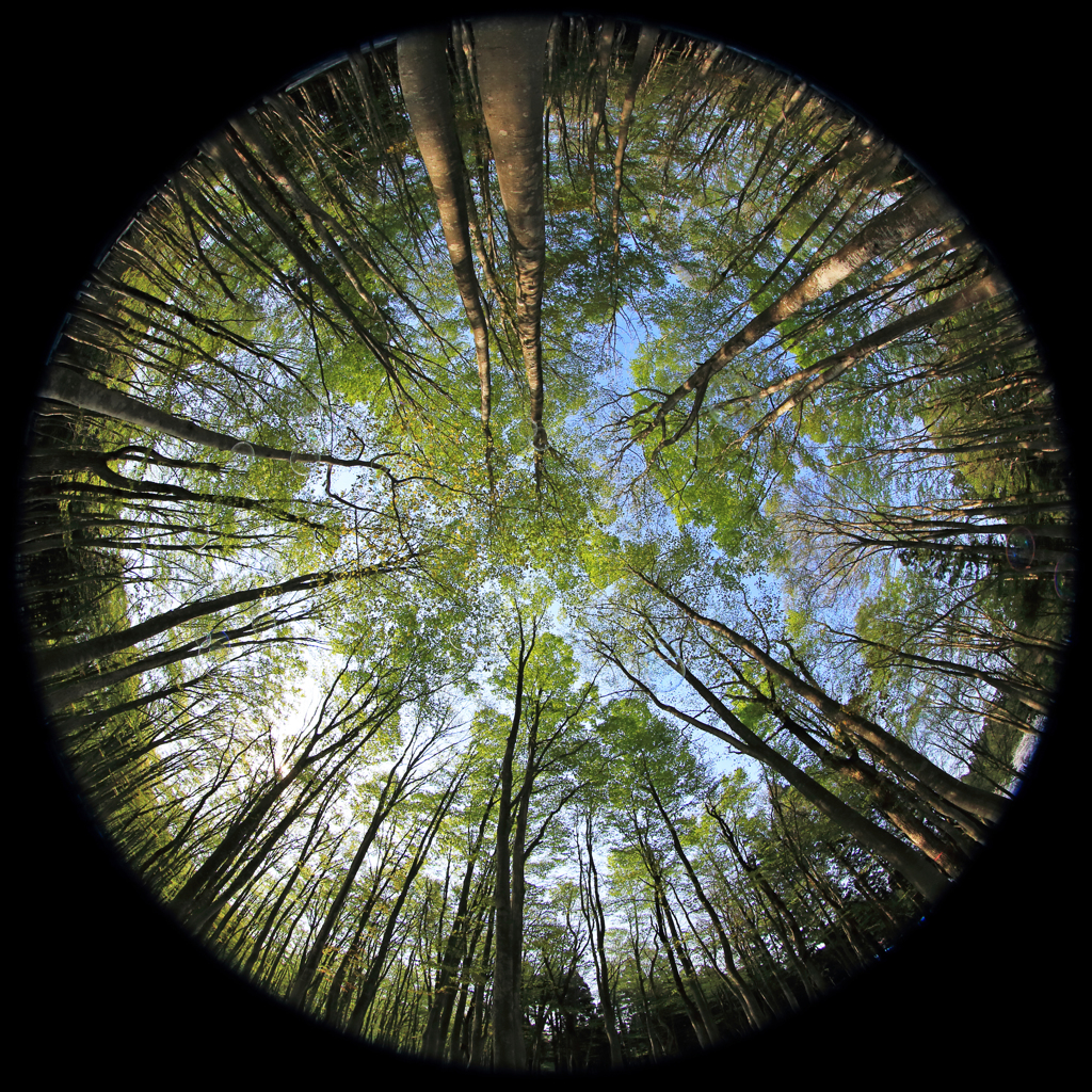 Umbrella of beech