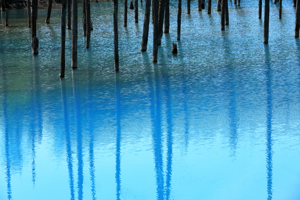 Shadows in the blue pond