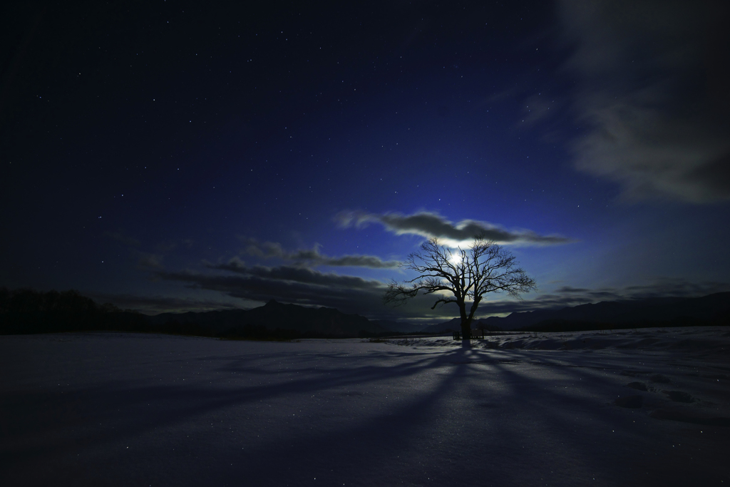 月夜のやまなしの木～月光と影