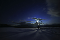 月夜のやまなしの木～月光と影