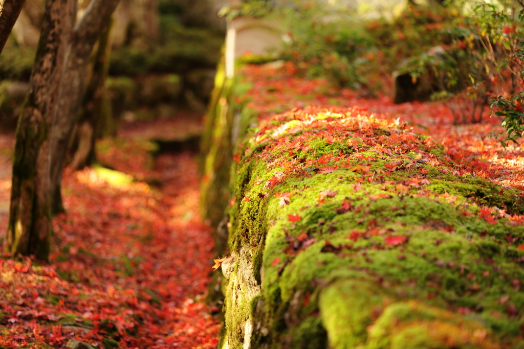 緑の苔に真っ赤なモミジの落葉が映える