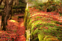 緑の苔に真っ赤なモミジの落葉が映える