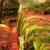 緑の苔に真っ赤なモミジの落葉が映える