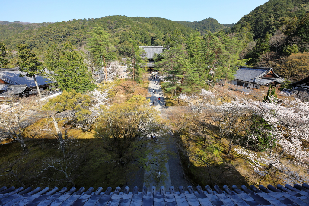 絶景かな南禅寺の桜