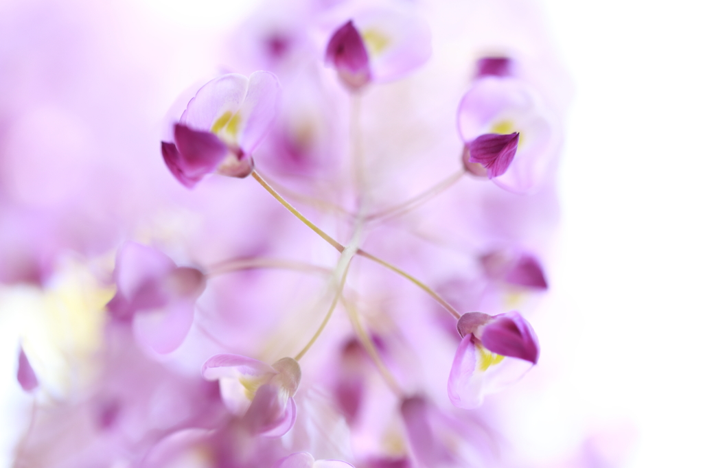 Purple flower made of water