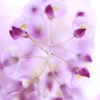 Purple flower made of water