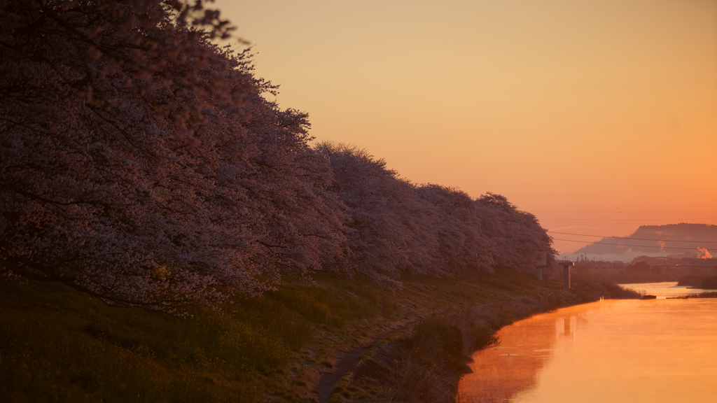朝焼けに染まる白石堤一目千本桜