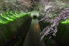 桜の下、明治の古より京都に続く疏水の流れ