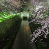 桜の下、明治の古より京都に続く疏水の流れ