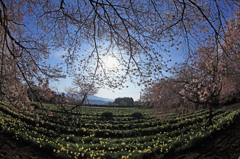青空に映える桜と水仙
