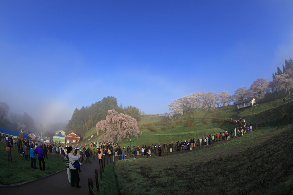 後光射す瀧桜～白い虹の奇跡