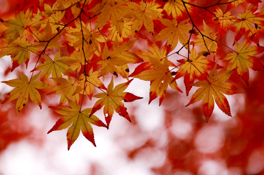 Leaves of scarlet tip