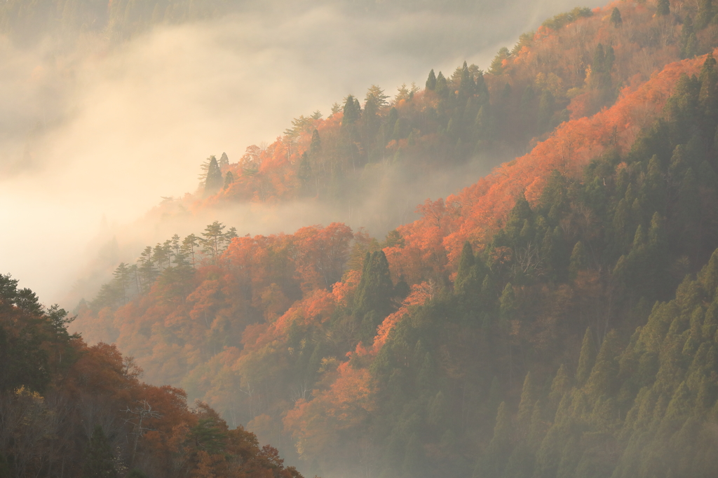 おにゅう谷の稜線の紅葉が朝日に輝く