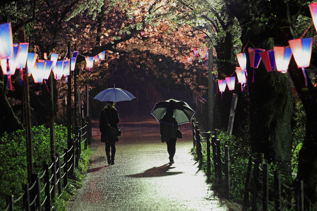 雨の夜桜もまた楽し