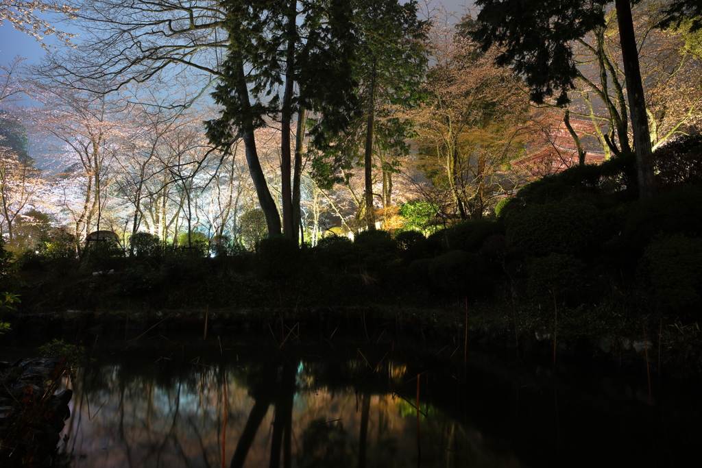 桜の庭園と三重塔を望む