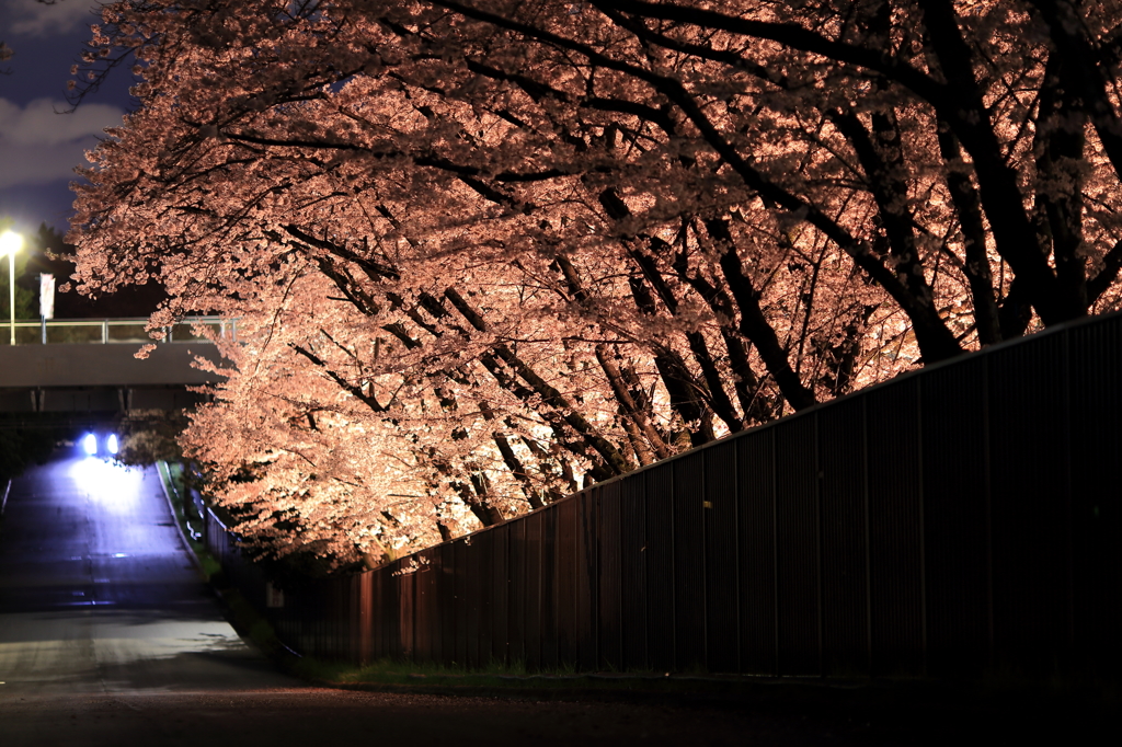 フェンスの向こうの桜並木