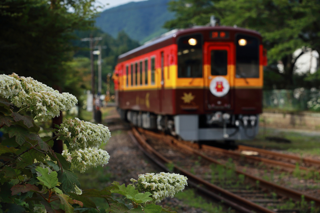 あじさいの咲く駅～沢入駅にて