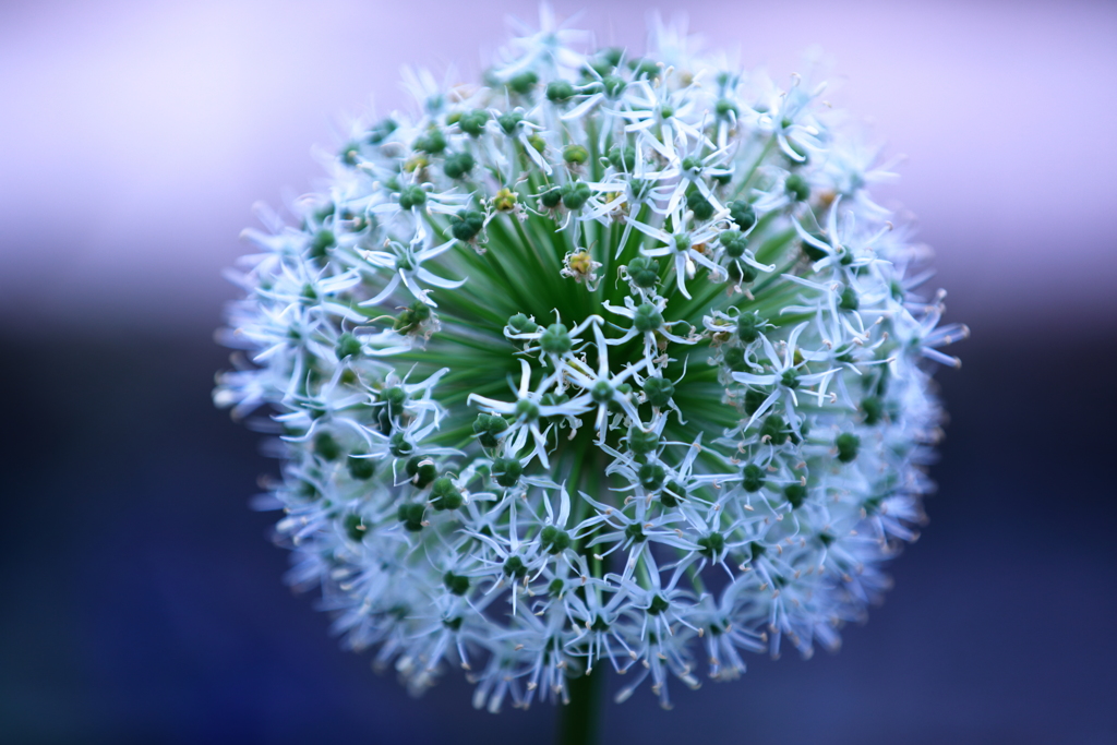 Flower Cube