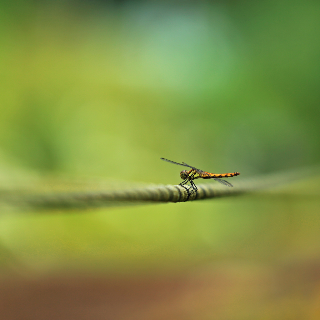 Tightrope Walking
