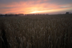 夕暮れの小麦畑