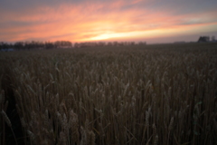 夕暮れの小麦畑