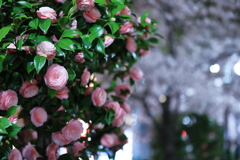 Pink Camellia & cherry blossom
