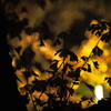 Shadow of ginkgo's leaves