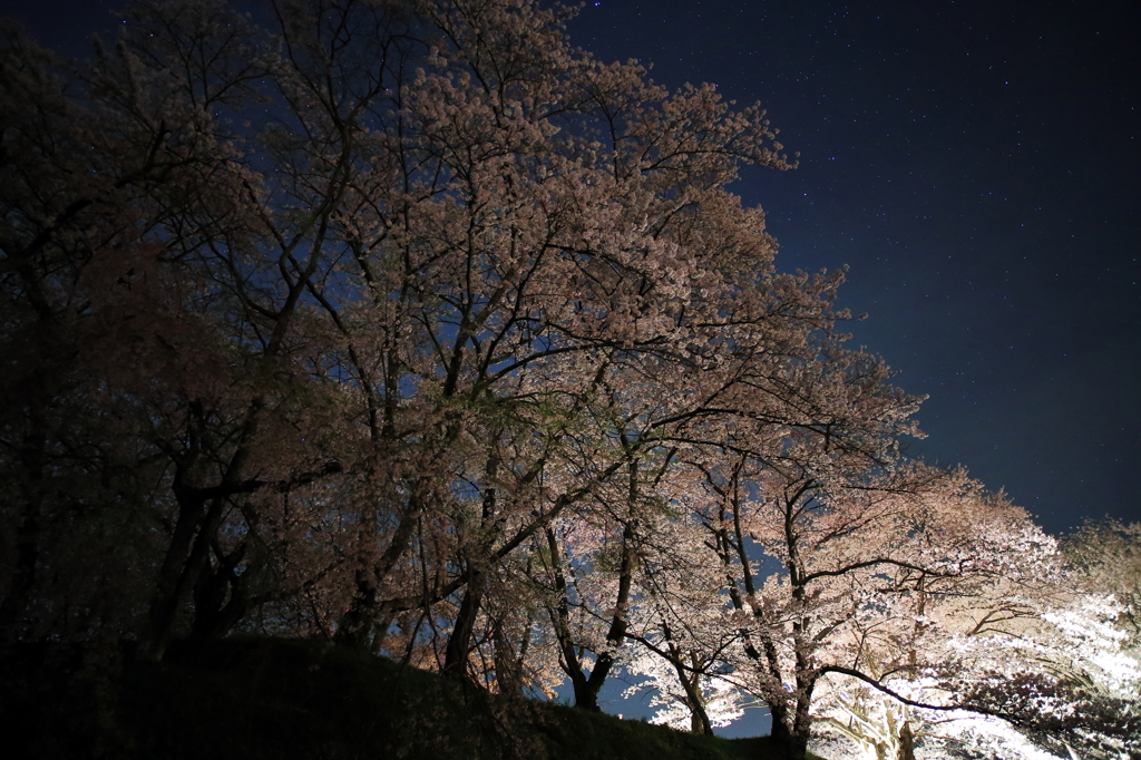 瀧桜にもひけをとらぬ美しさ