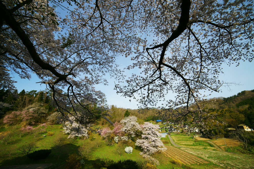 鎮守の丘から見る村の春