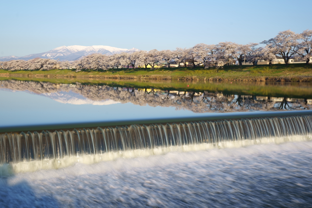 川面に映る蔵王の白雪と桜並木と堰の飛沫