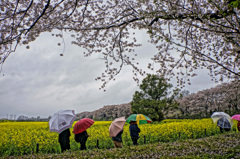 権現堂桜堤と傘の花