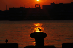 Seagull in the morning light