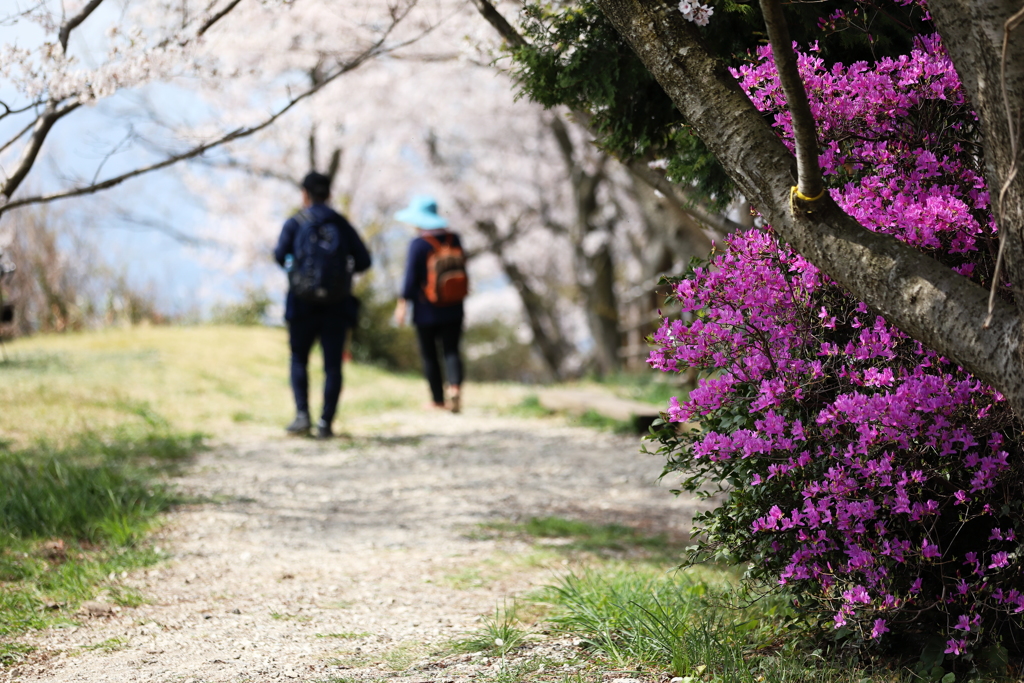 ツツジの咲く登山道