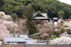 花に覆われる長谷寺