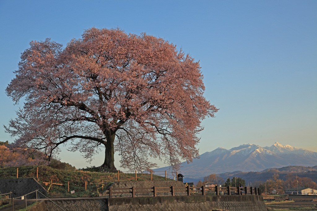 八ヶ岳とわに塚桜