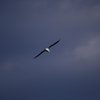 滑空