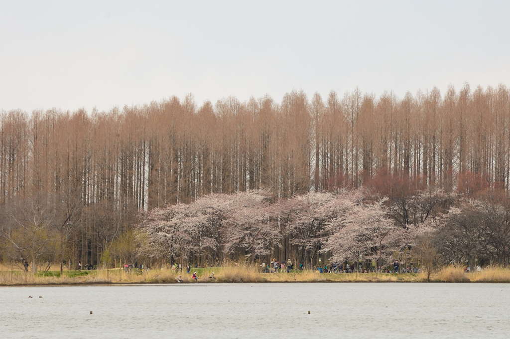 桜　遠景