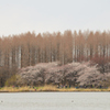 桜　遠景