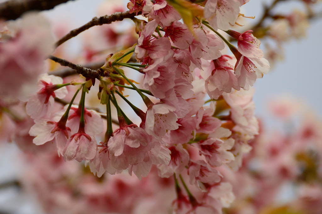 桜１