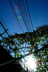 電線と蔦
