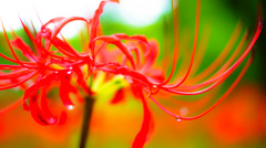 曼珠沙華