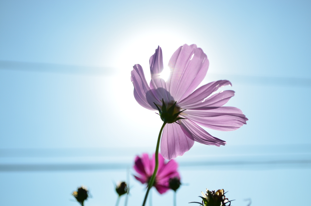 kosumosu.sunshine