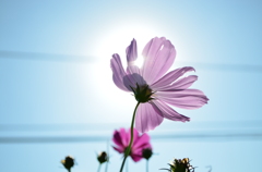 kosumosu.sunshine