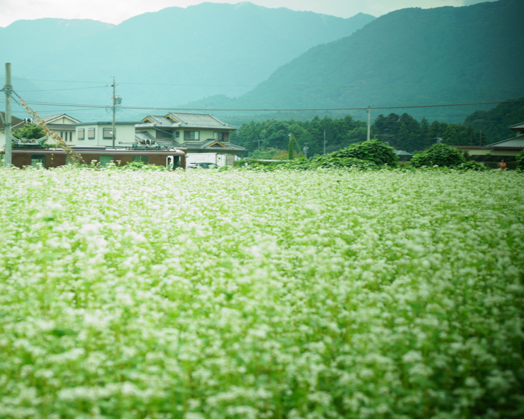 蕎麦畑を疾走