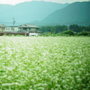 蕎麦畑を疾走