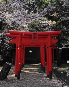 桜、舞う