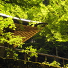 緑の渦
