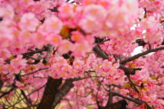 春の温もり