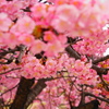 春の温もり